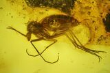 Detailed Fossil Fly (Diptera) In Baltic Amber - #200252-1